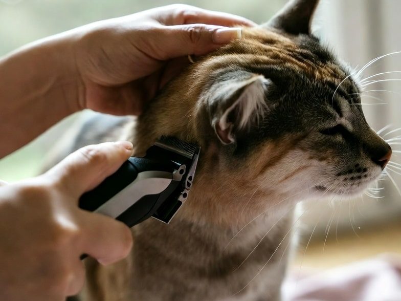 کلیپر حیوانات